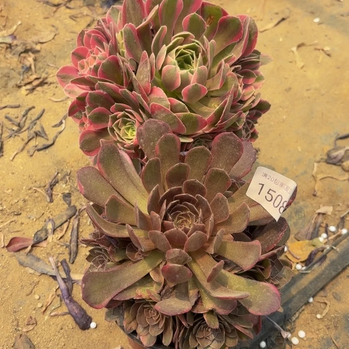 2颗多肉处理不包断头1508