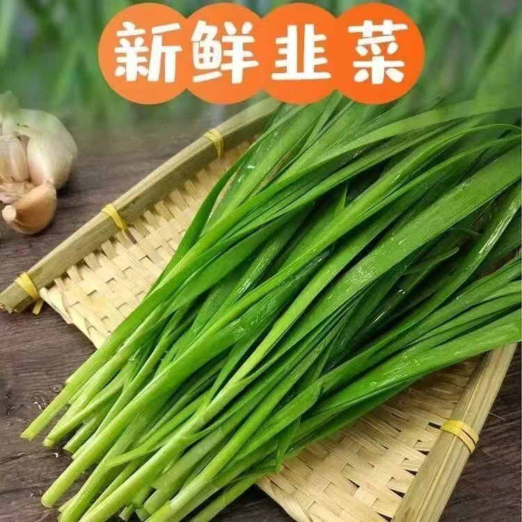 天津本地安心新鲜韭菜3斤/4斤现割现发