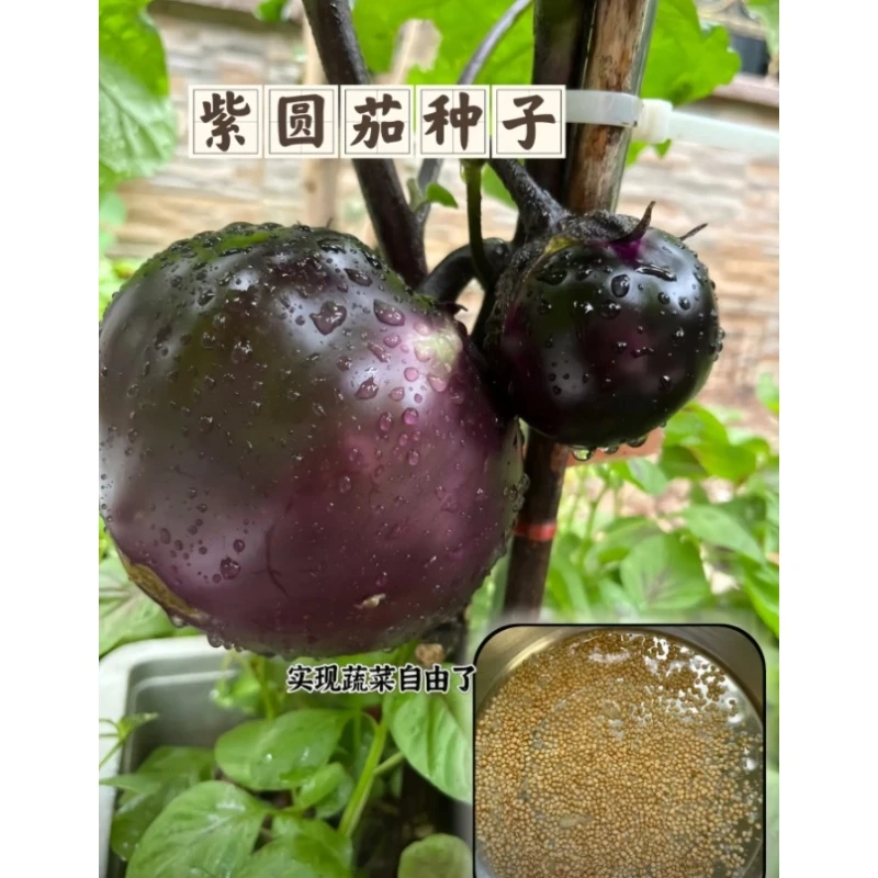 满3包 包邮 061紫色圆茄种子早熟易种植高产圆茄种子