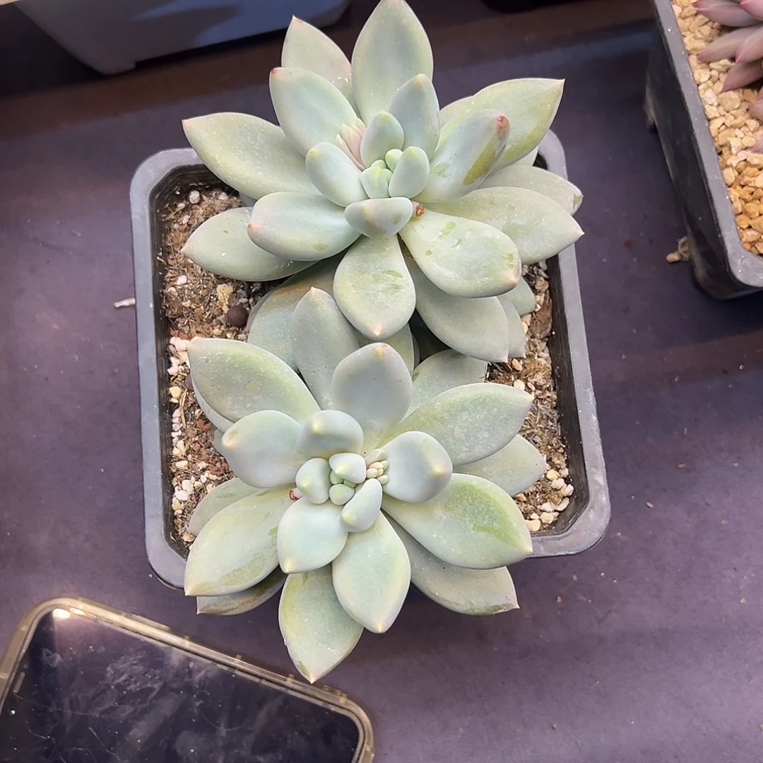 哥特大双多肉植物的