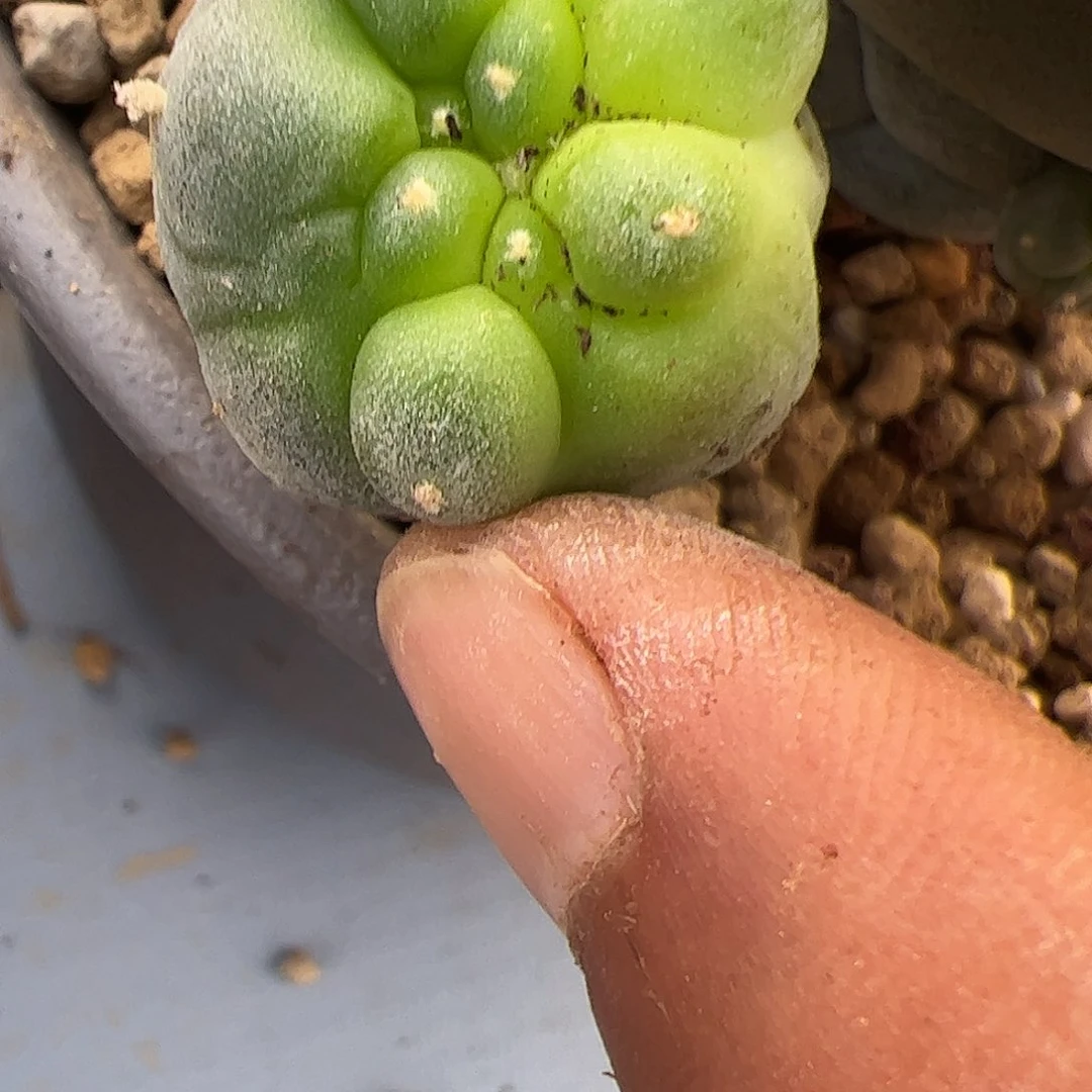 西*风仙人球测牙仙人球300