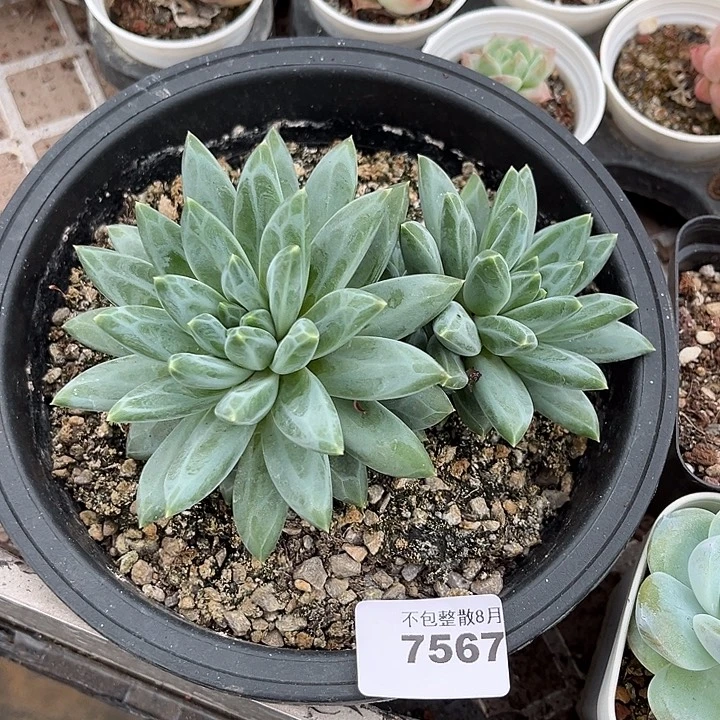 阿雅园艺。     7567