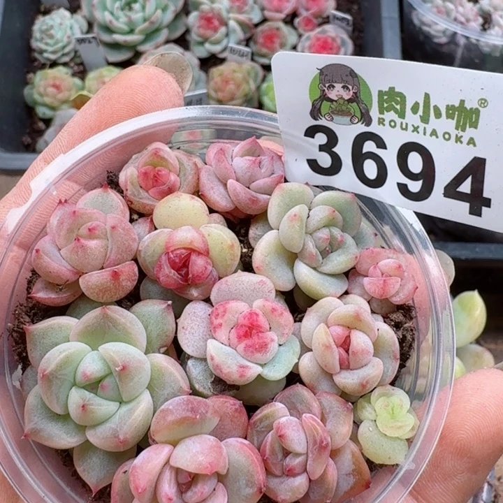 多肉植物多肉植物