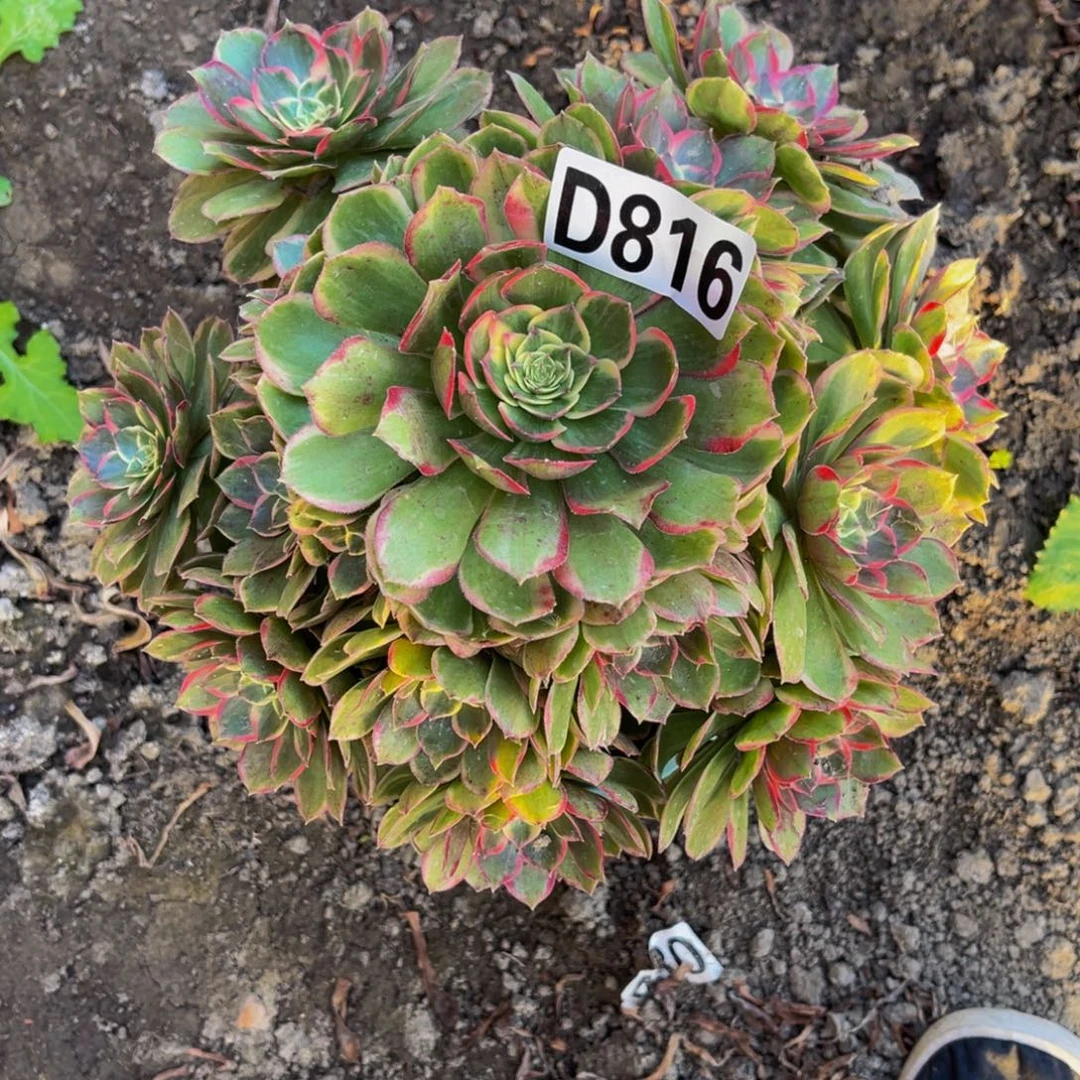 粉花妖26////43包邮