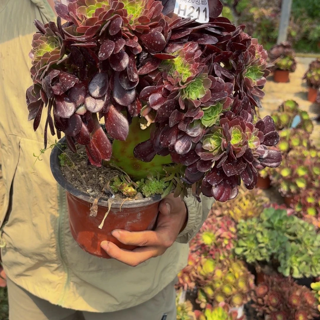 无花朵211多肉植物捧花的
