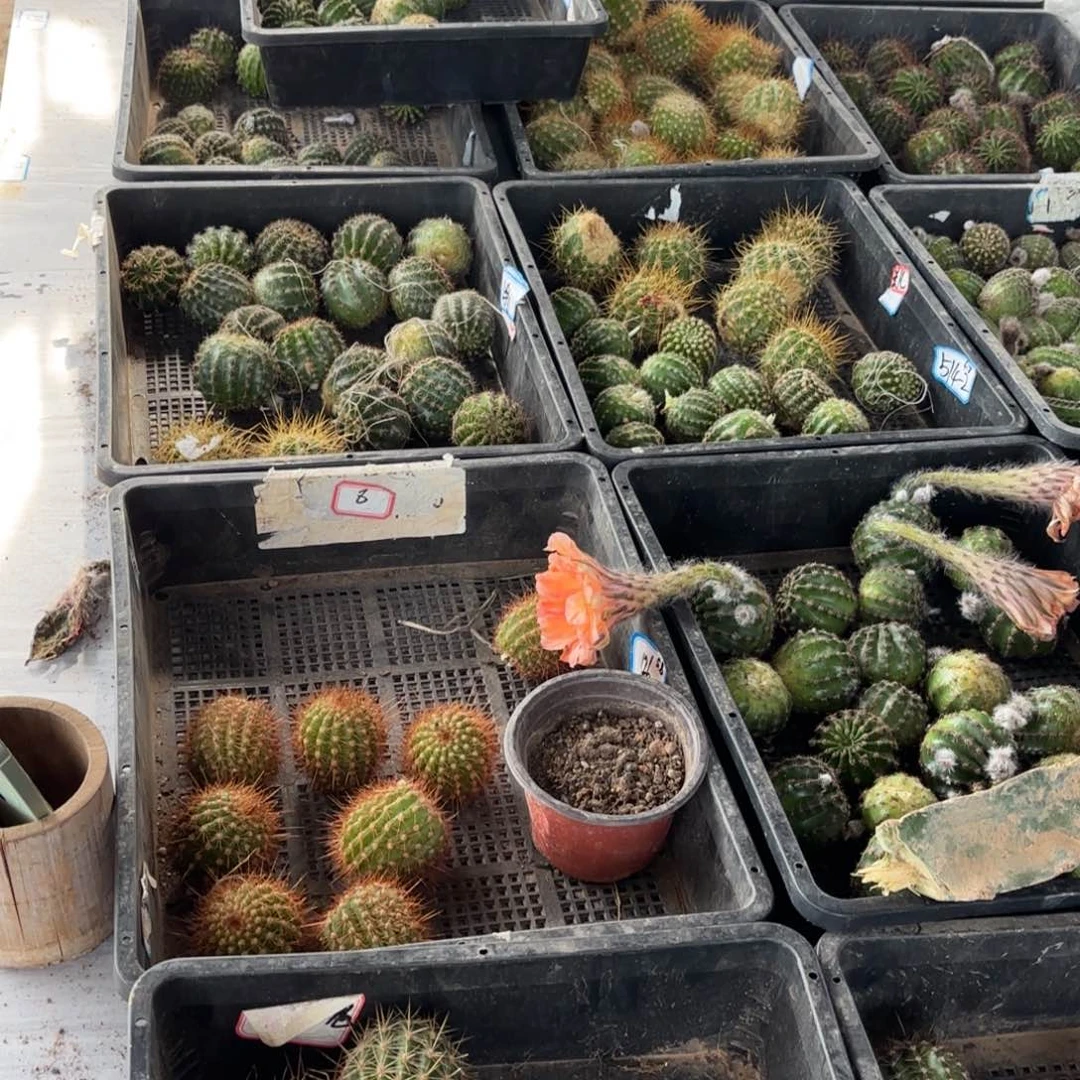 国品10颗侧牙20包邮仙人球