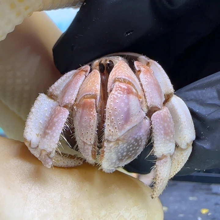 A80粉色胖子 灰白1.9cm口径