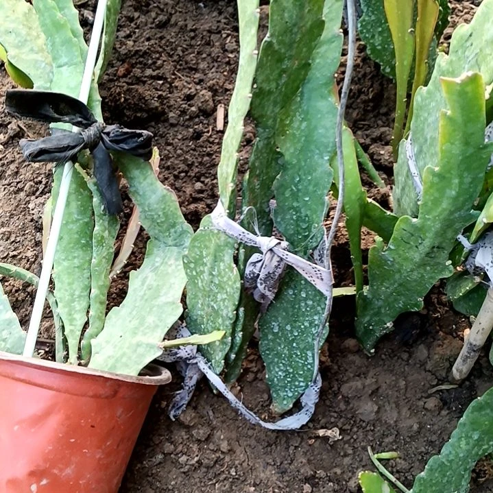 夏***g令箭何花东北小粉