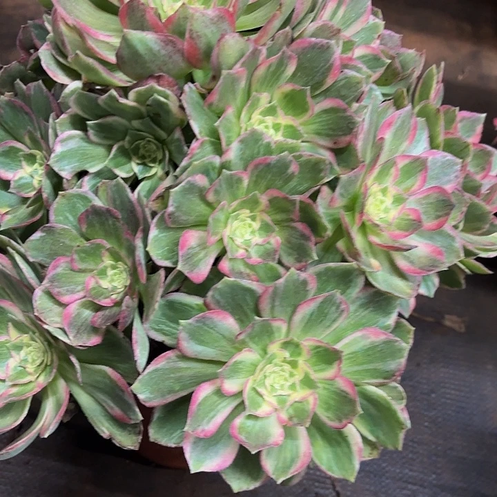 多肉植物水蜜桃743亩