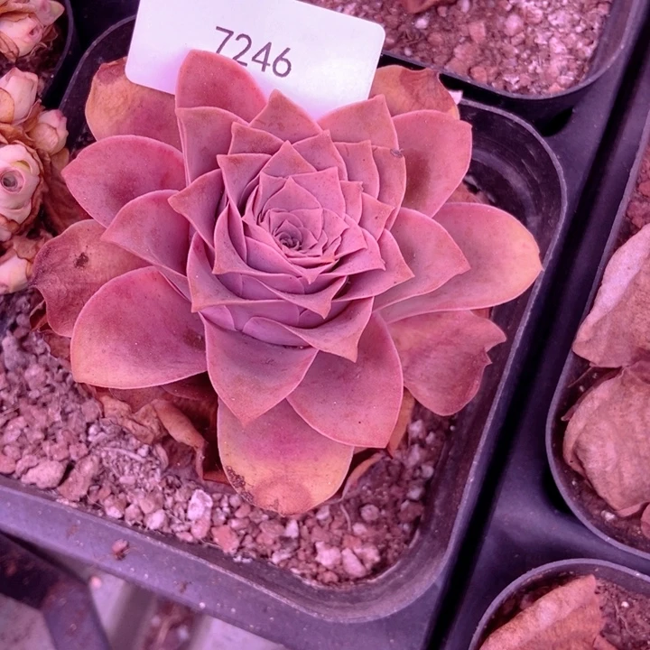 ᥫ****7246山地玫瑰花群