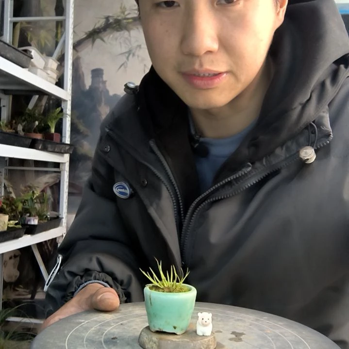 1***5小盆景小植物一物一拍411