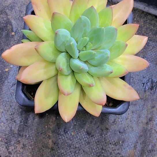 无花朵七****海洋之歌多肉植物