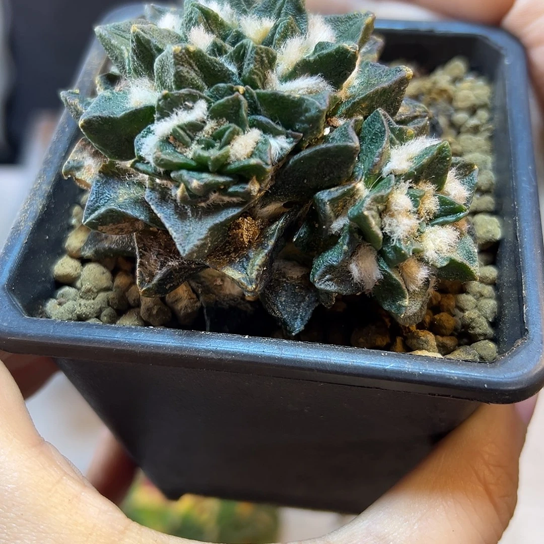 晚6号自根龙角牡丹带盆7.3公分