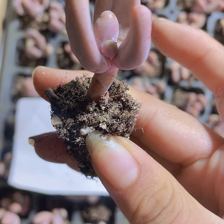 94精品红手指2颗一组