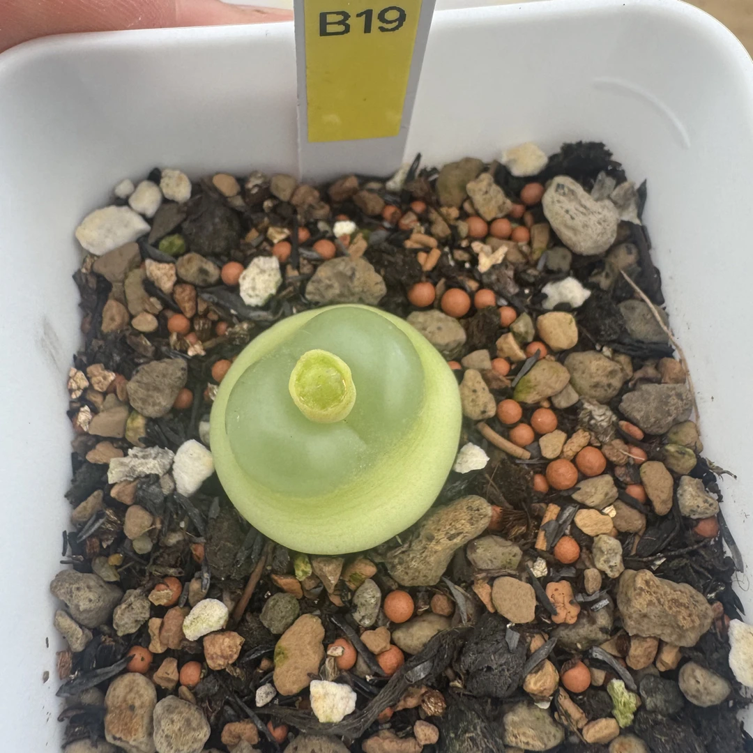 B19拉登番杏科阳台植物脱土发货