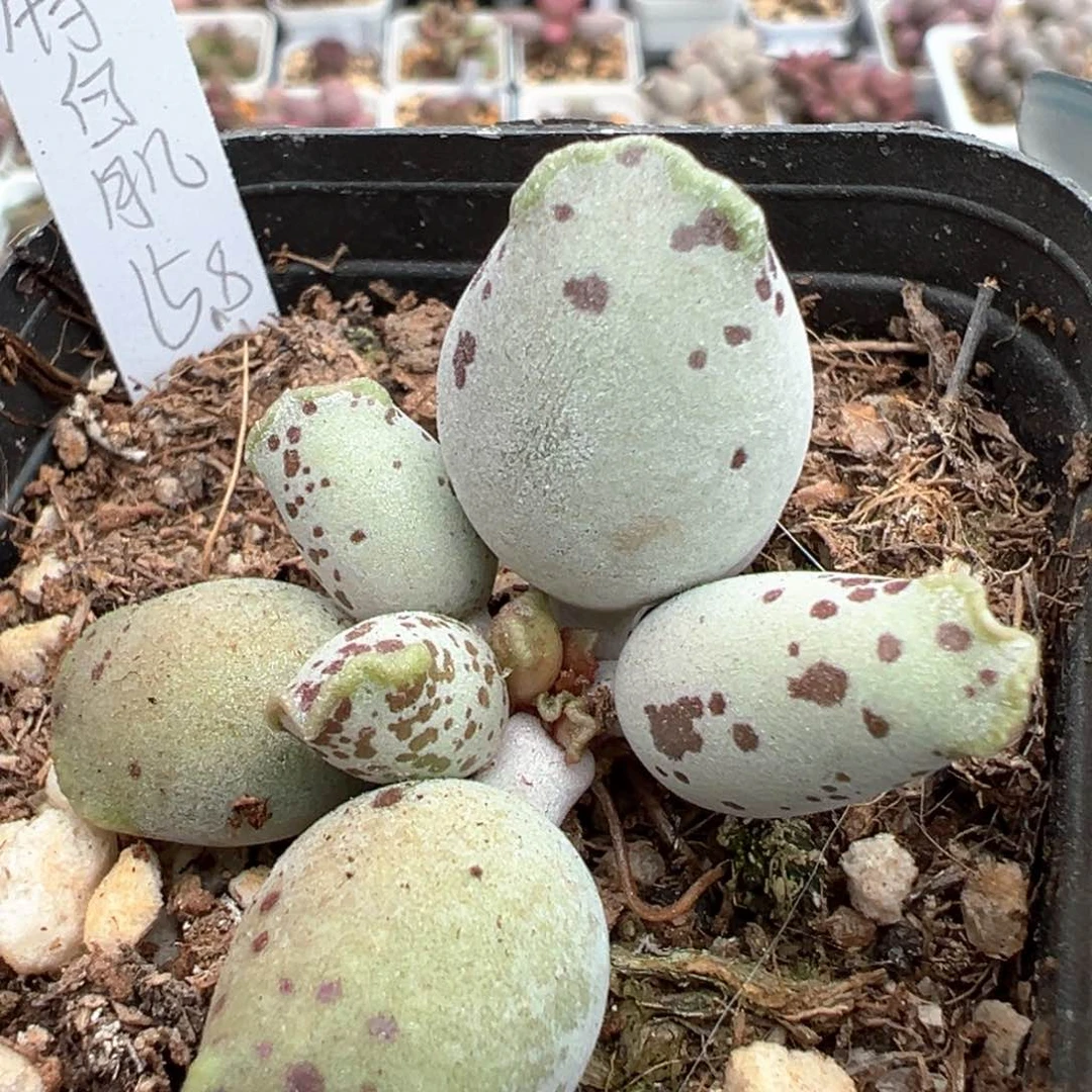 特白肌海豹多肉植物水泡