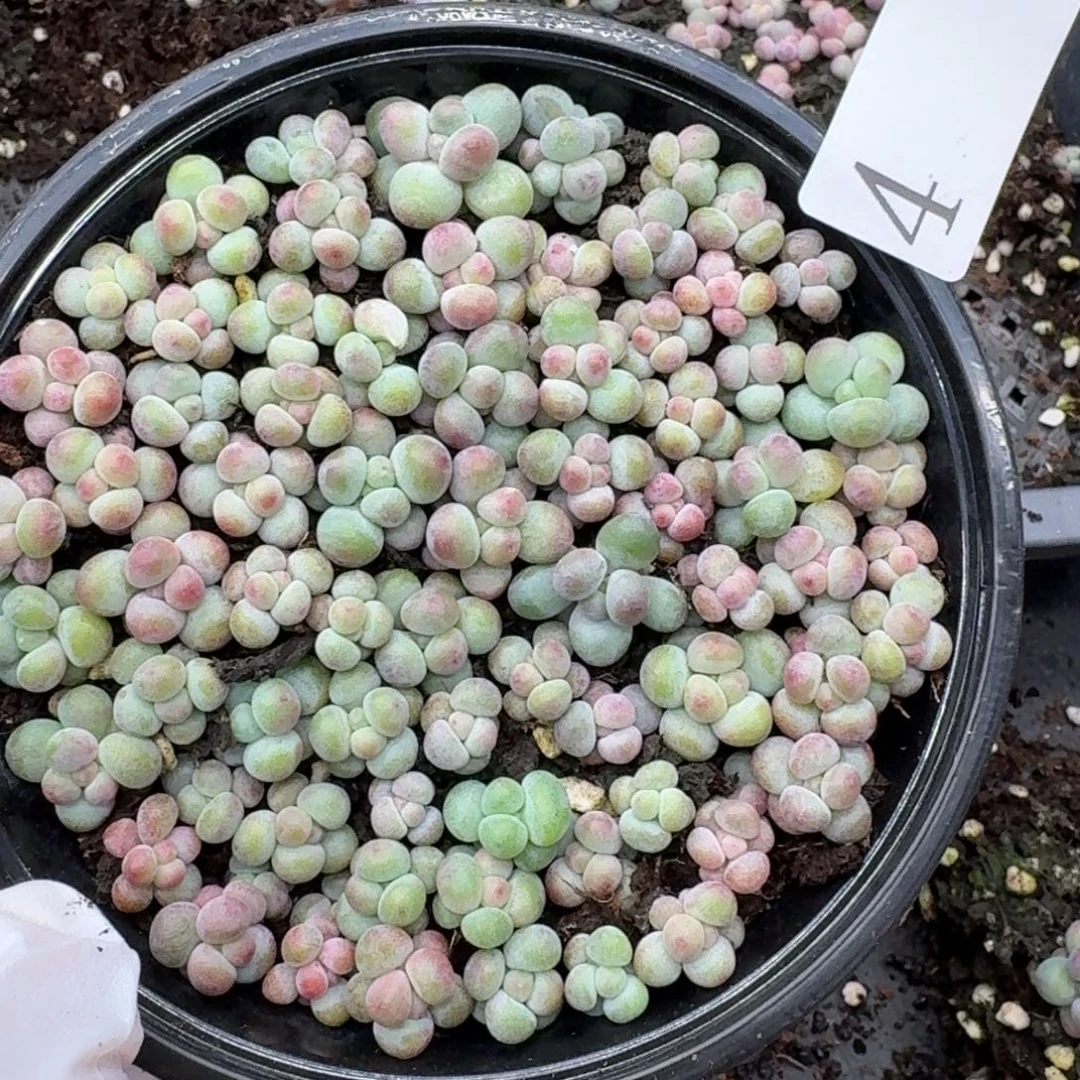远***姐多肉植物多肉植物4