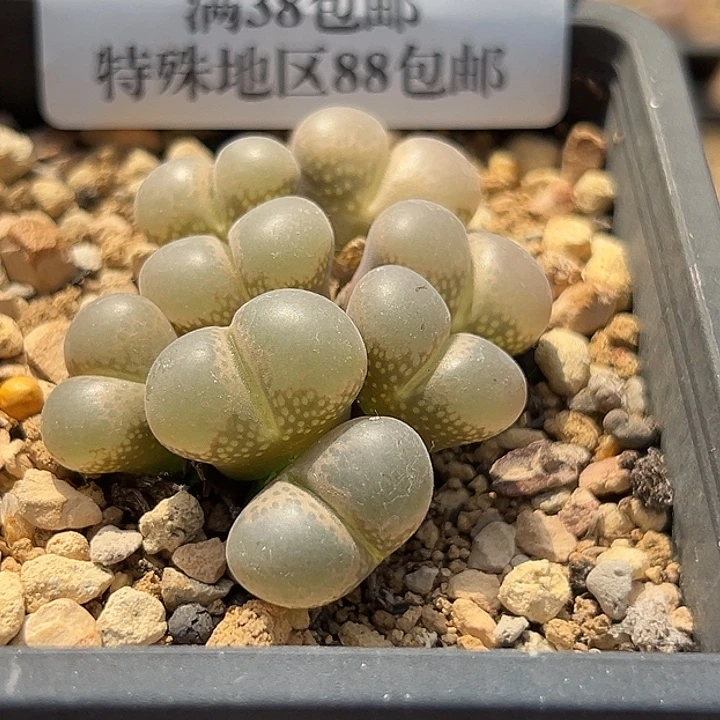 钧***钧无花朵254号风铃音乐节