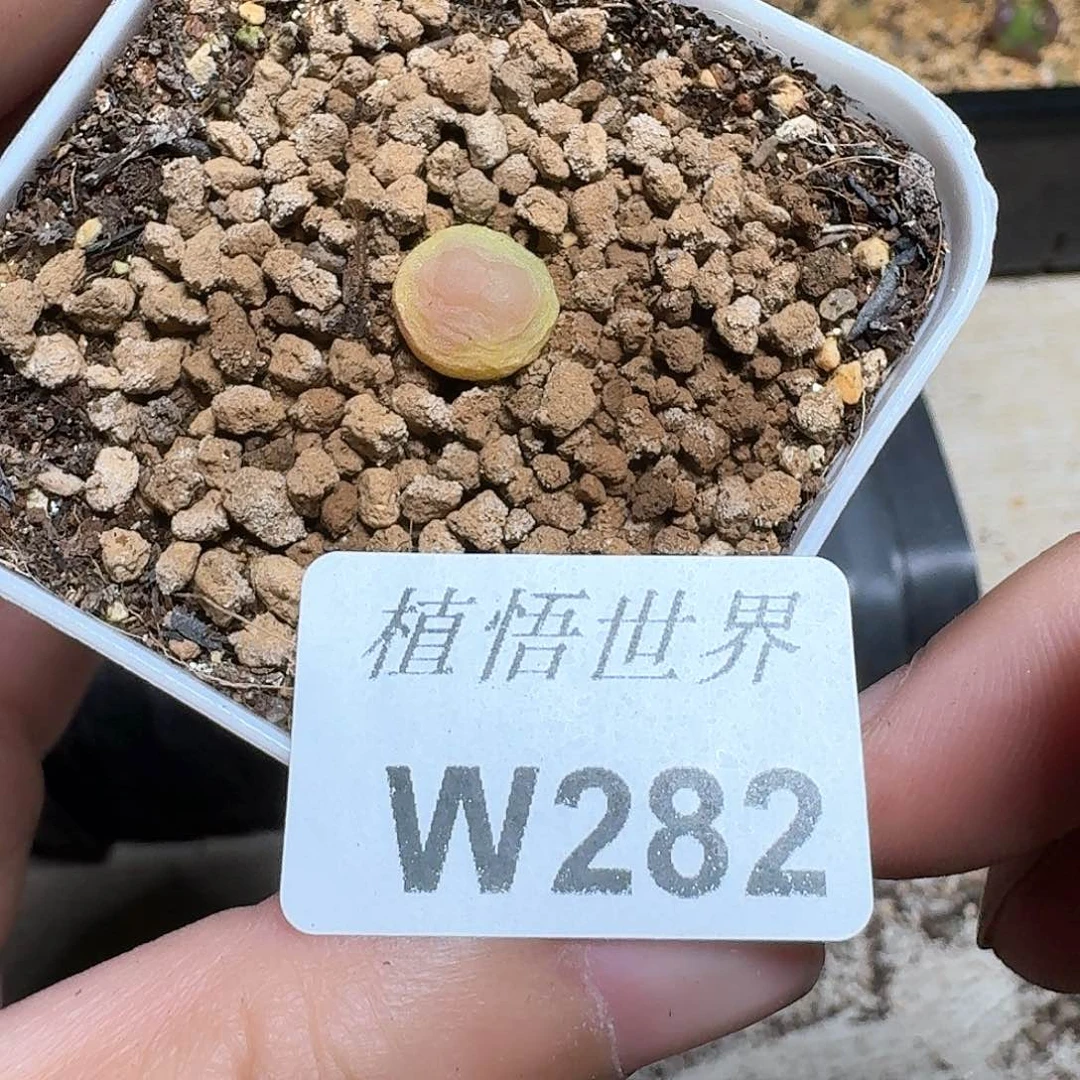 282号的植物哇c c vg