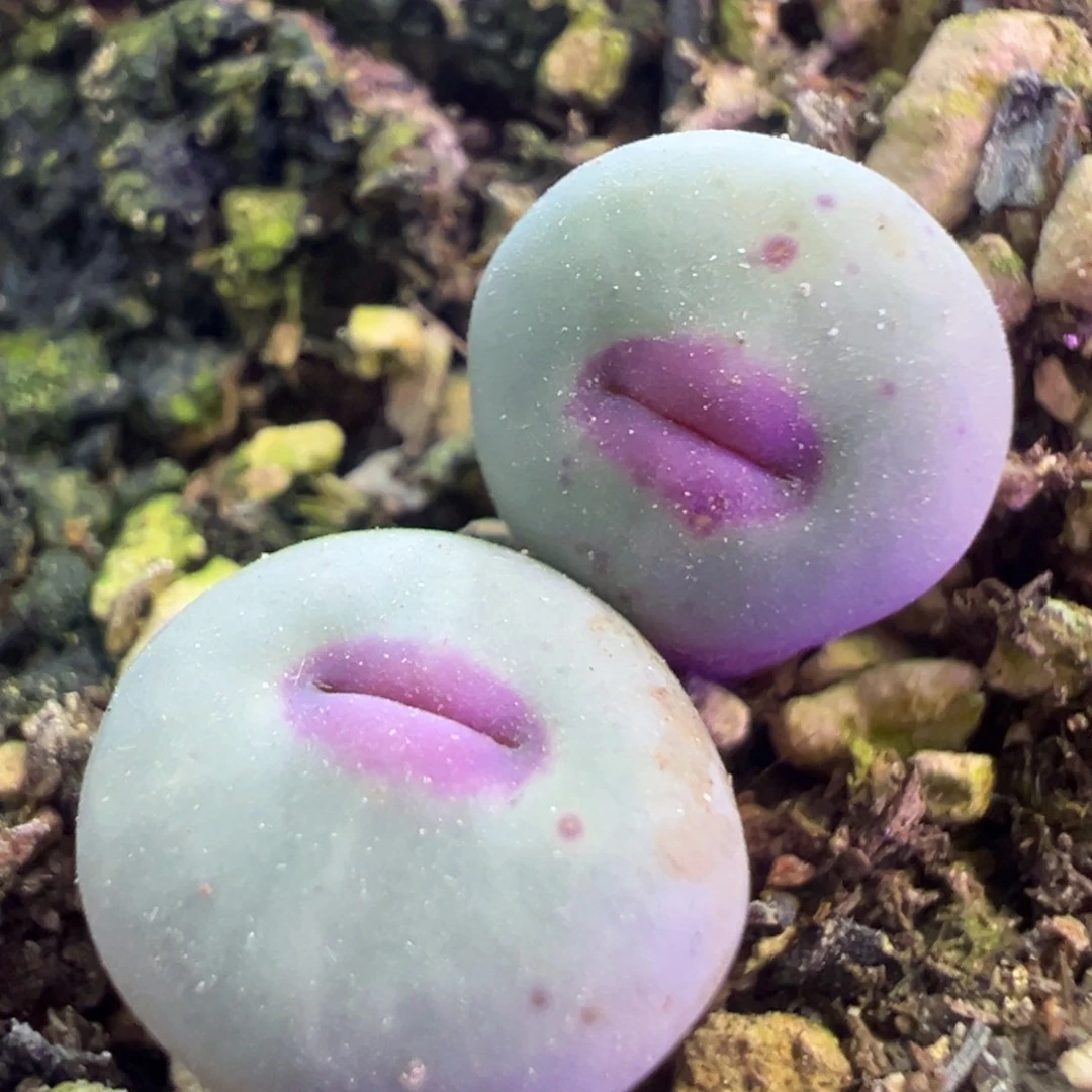 双头中型嘴 厚嘴唇 肉锥植物