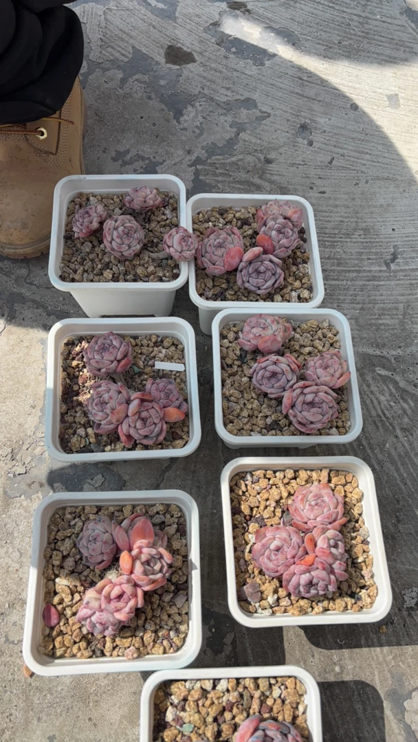 木又星影多肉专拍