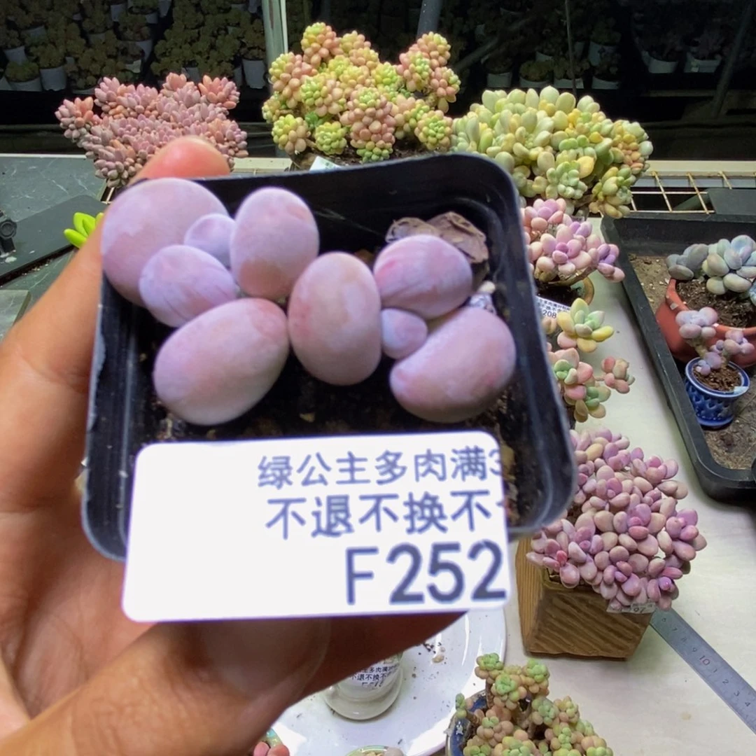 252橙奶多肉肉3cm