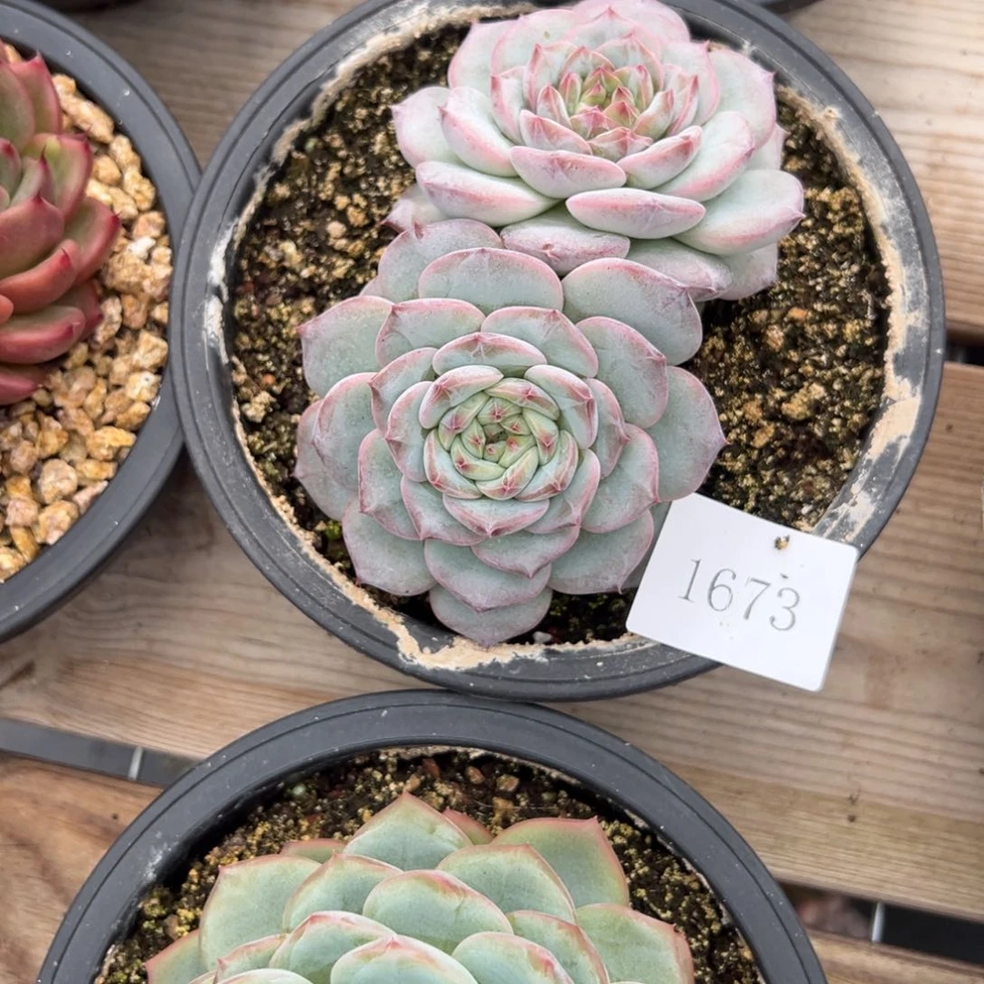 小***头1673不包整肉肉肉肉肉肉肉