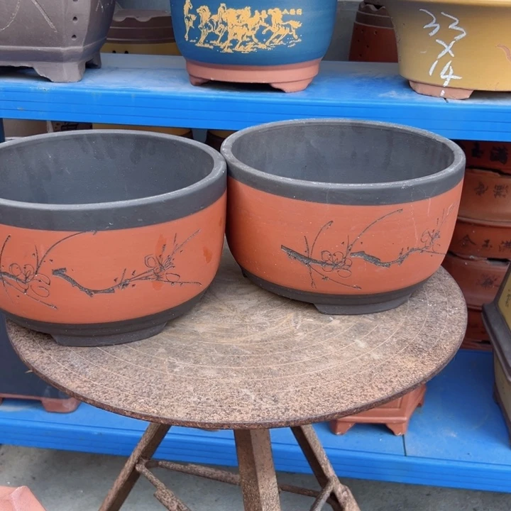 25+25红球盆花盆花盆花盆