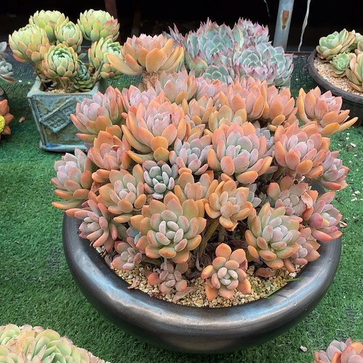 大群灰姑娘 啦啦啦啦