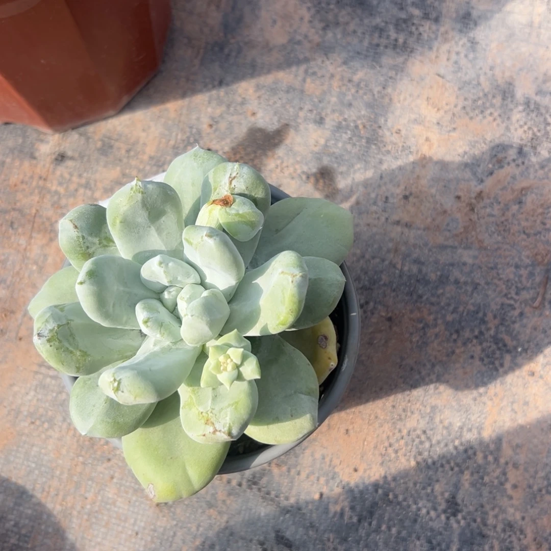 胖嘟嘟拇指～一物一拍2014