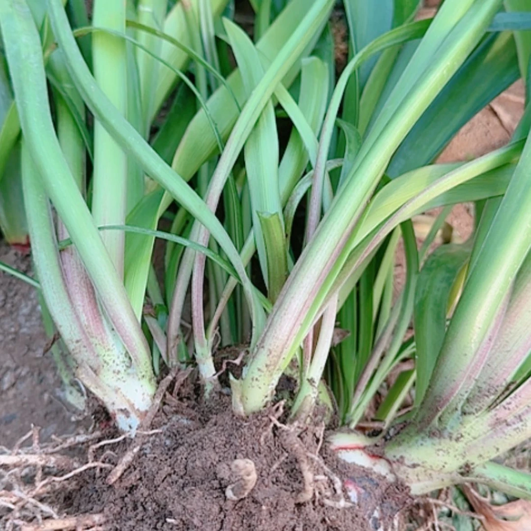 【闪购商品】无花朵尼罗河女儿带侧