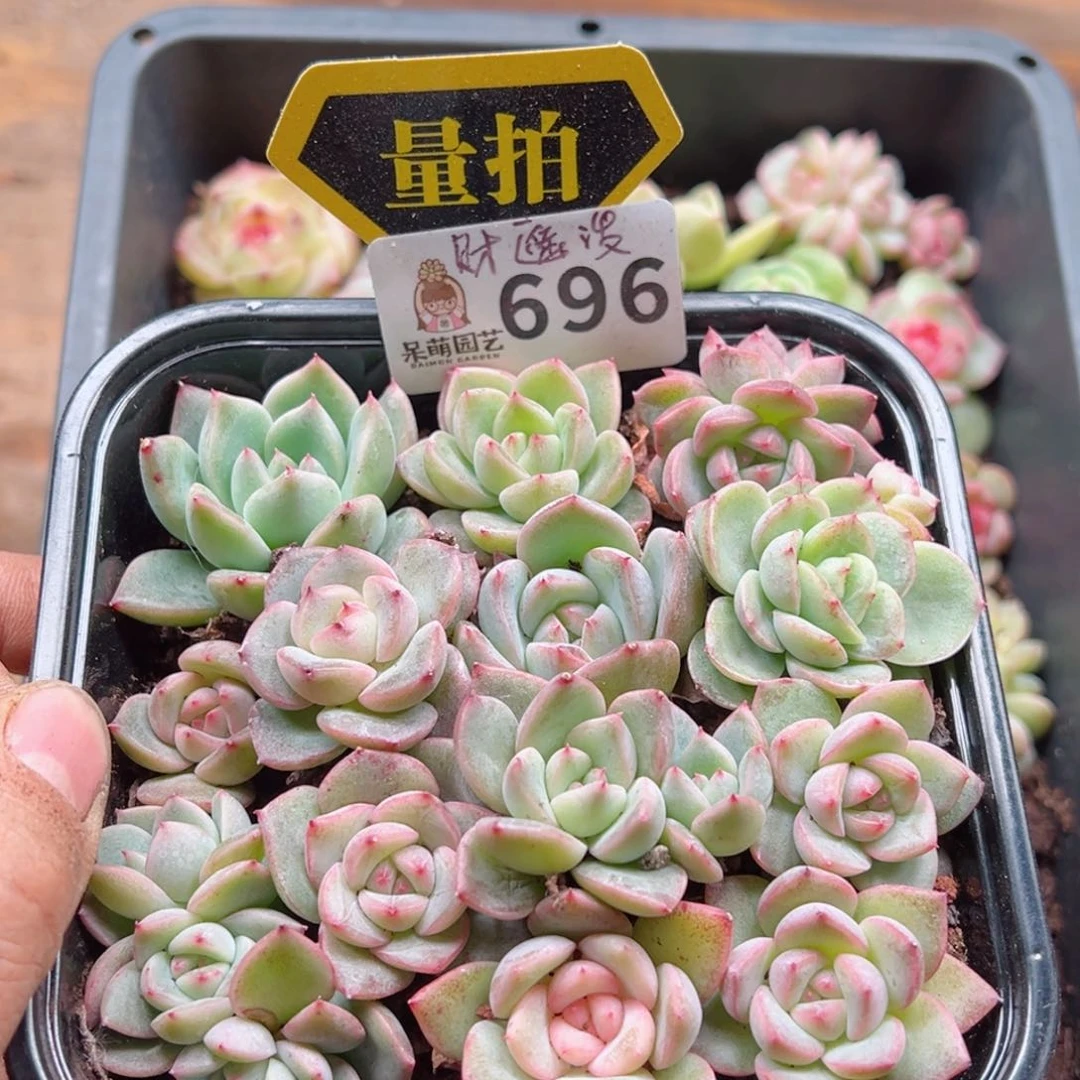 多肉植物多肉植物