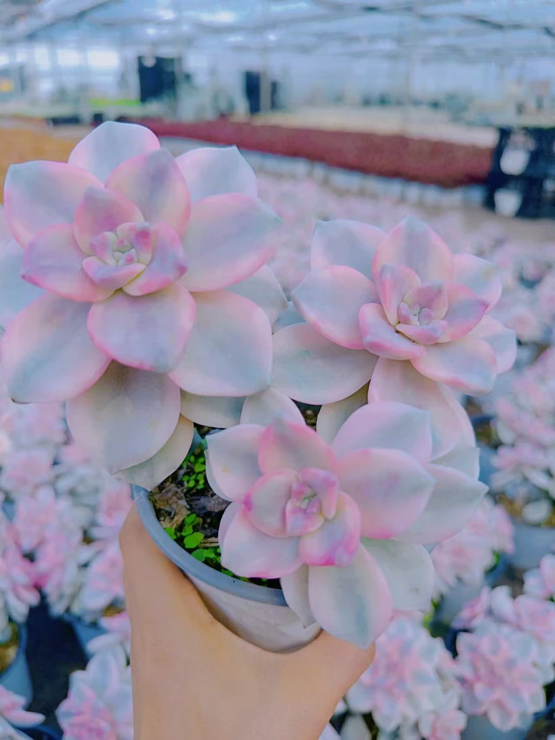 【紫乐錦】多肉植物阳台绿植花卉盆栽包邮室内好养易活