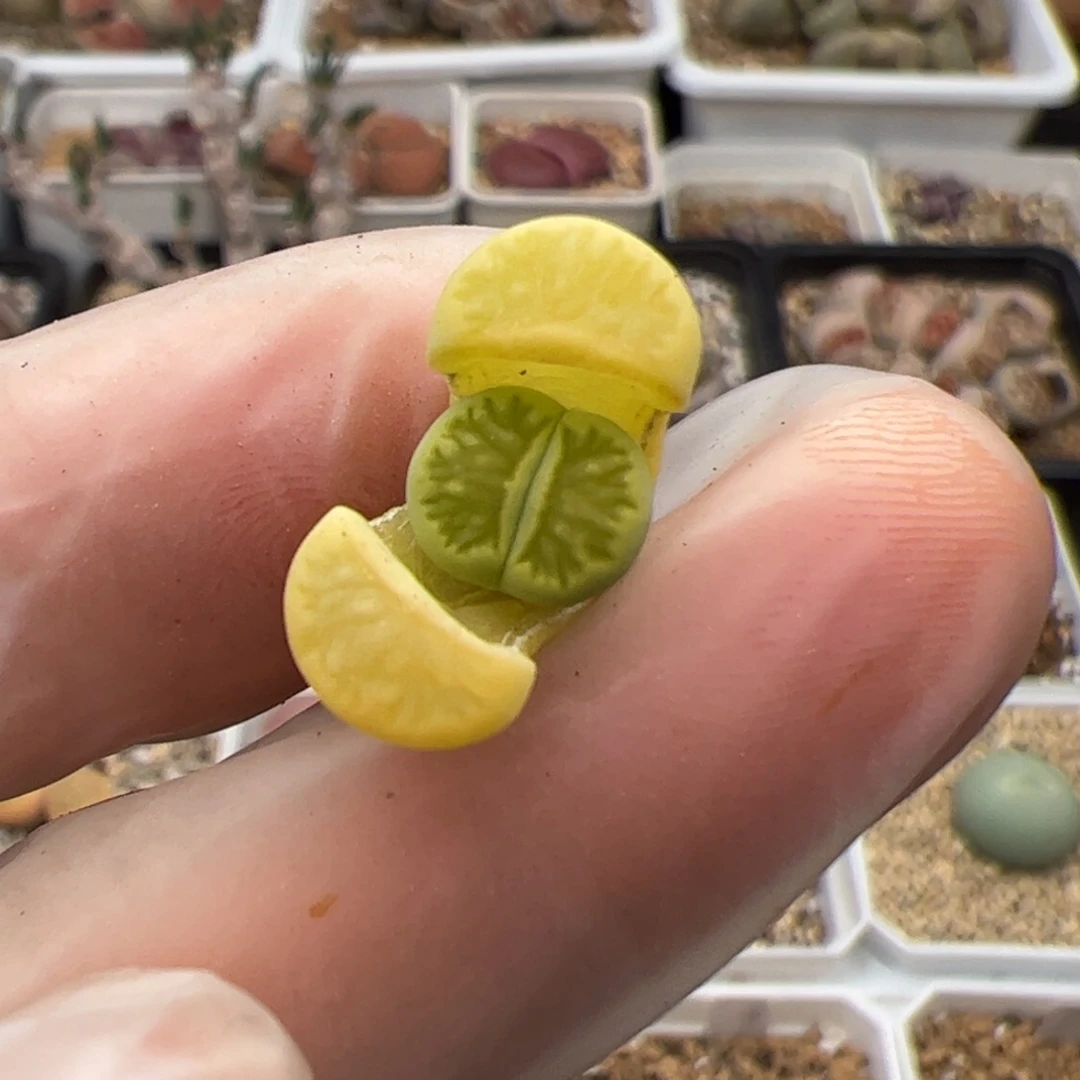 l**?0364号 绿菊 多肉植物