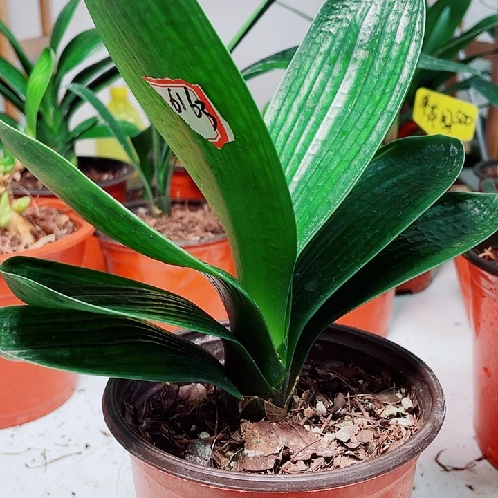 当前无花栽培后可以开花