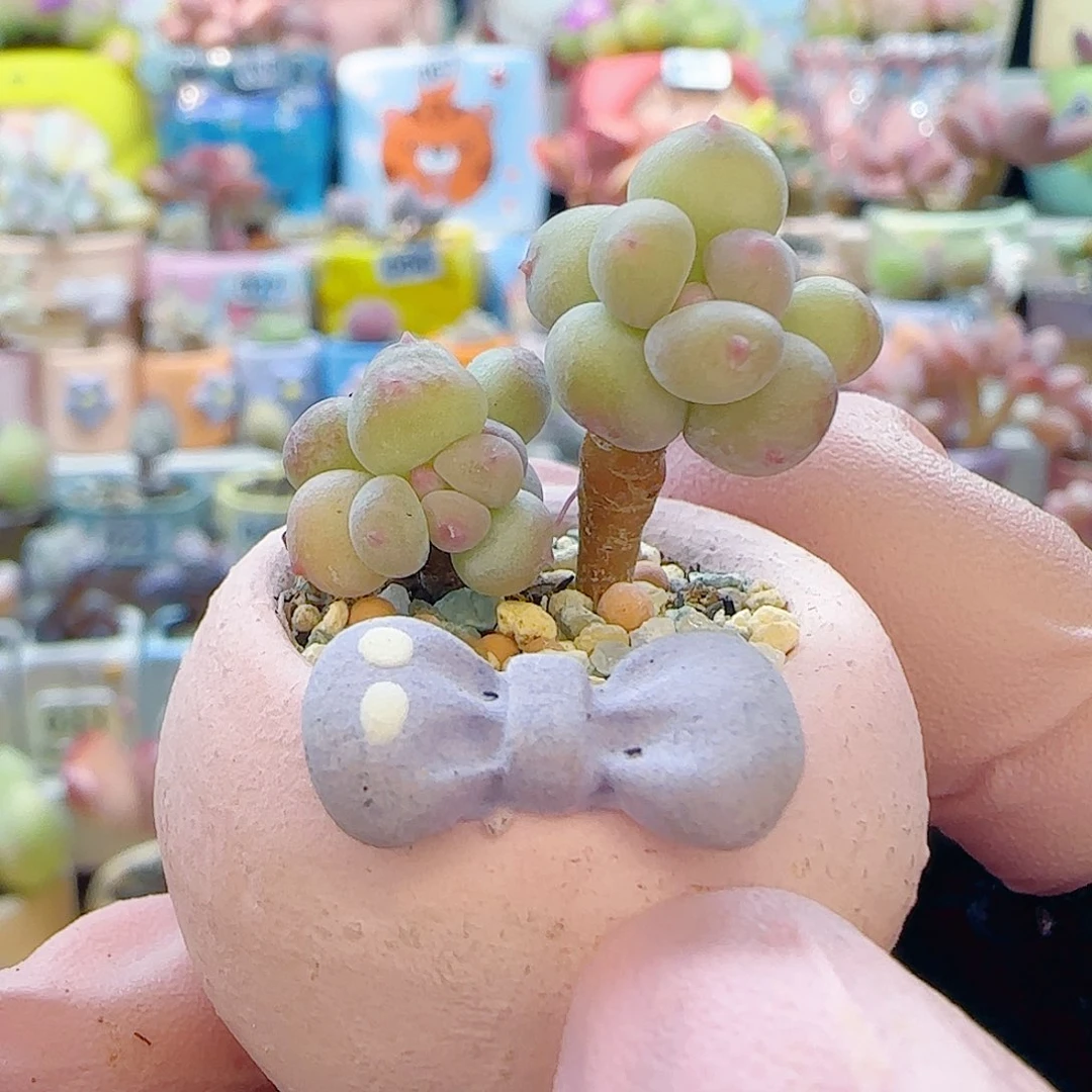 L 迷你彩虹奶 盆口2.5cm
