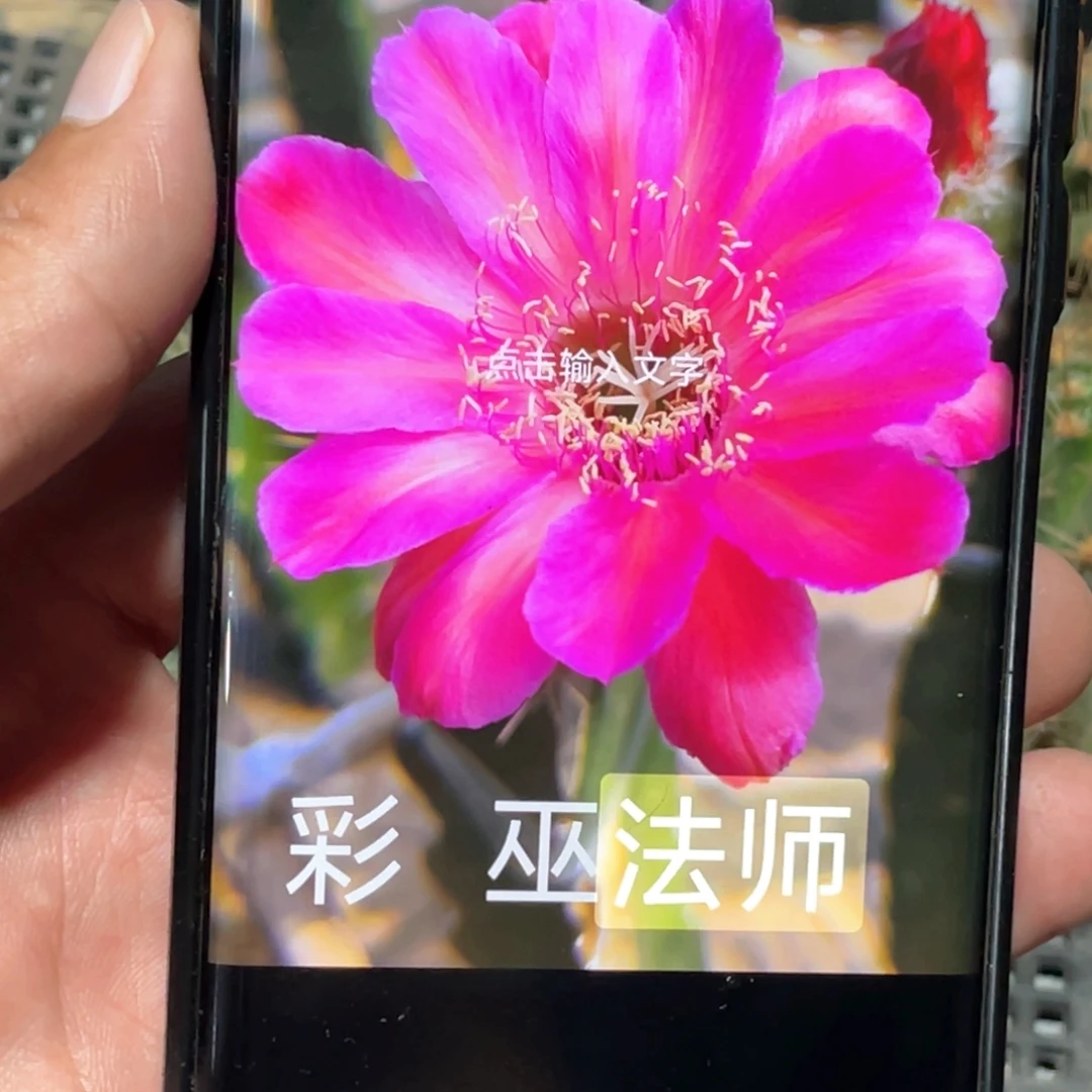 彩草 法师侧芽 歪 满20包邮5公分
