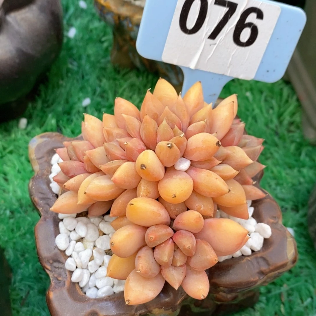 象牙朵朵多肉植物盆栽