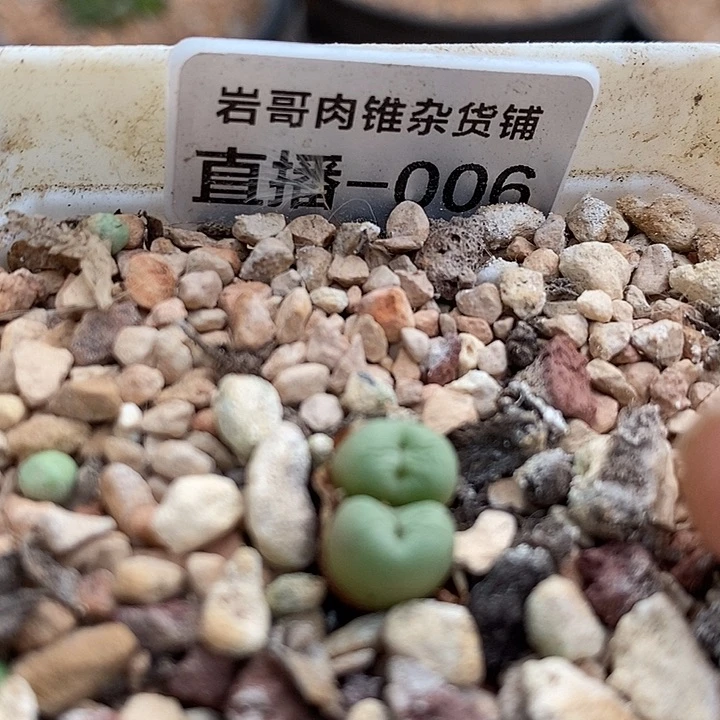 匈牙利种源Bit嘴双头