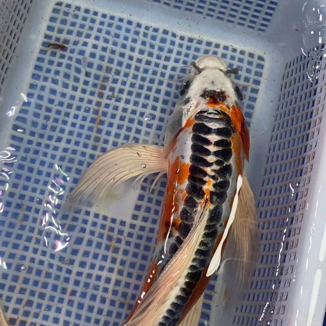 锦鲤冷水锦鲤包邮