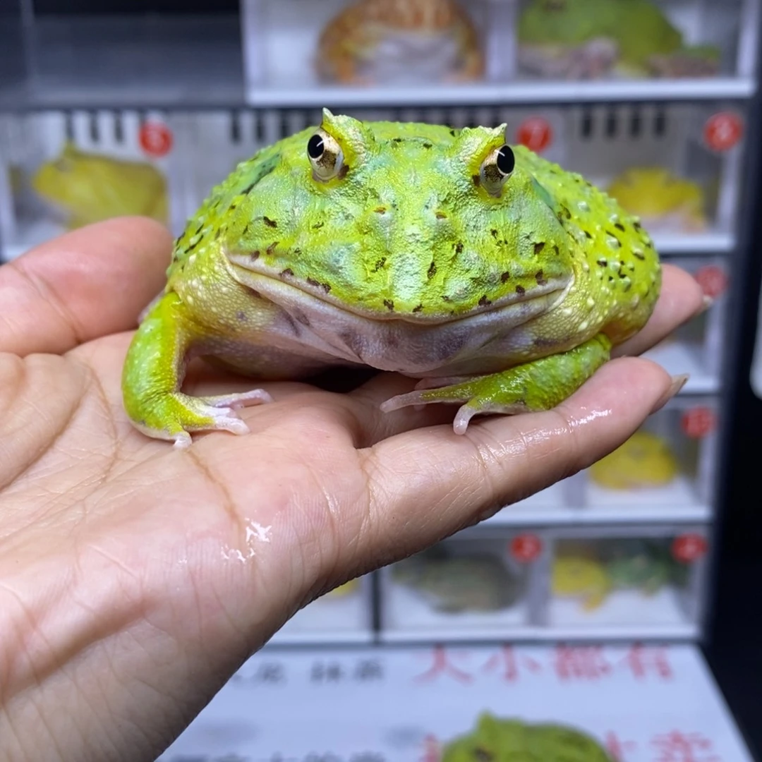 角蛙抹茶一只加盒子一