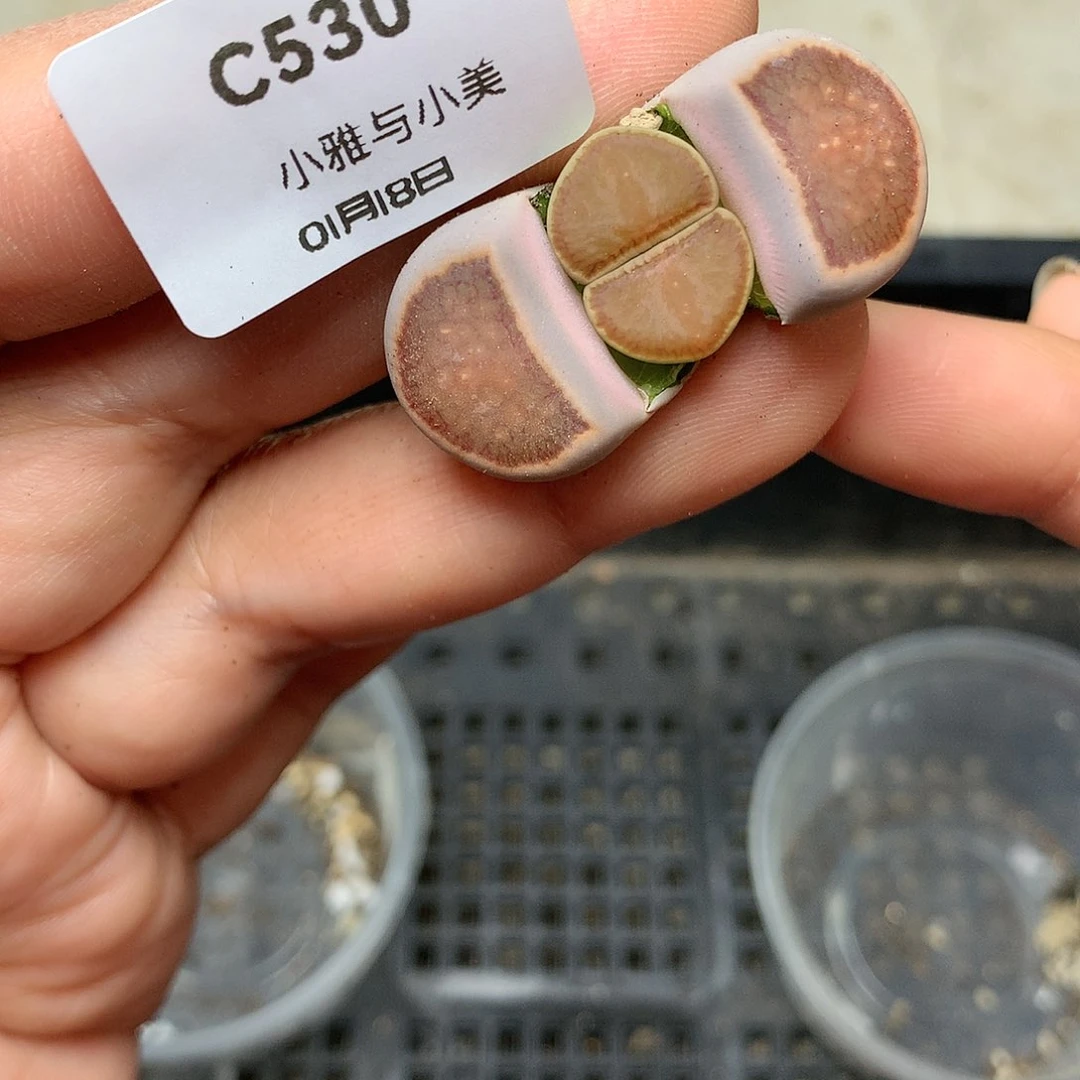 C530多肉植物保护研究所