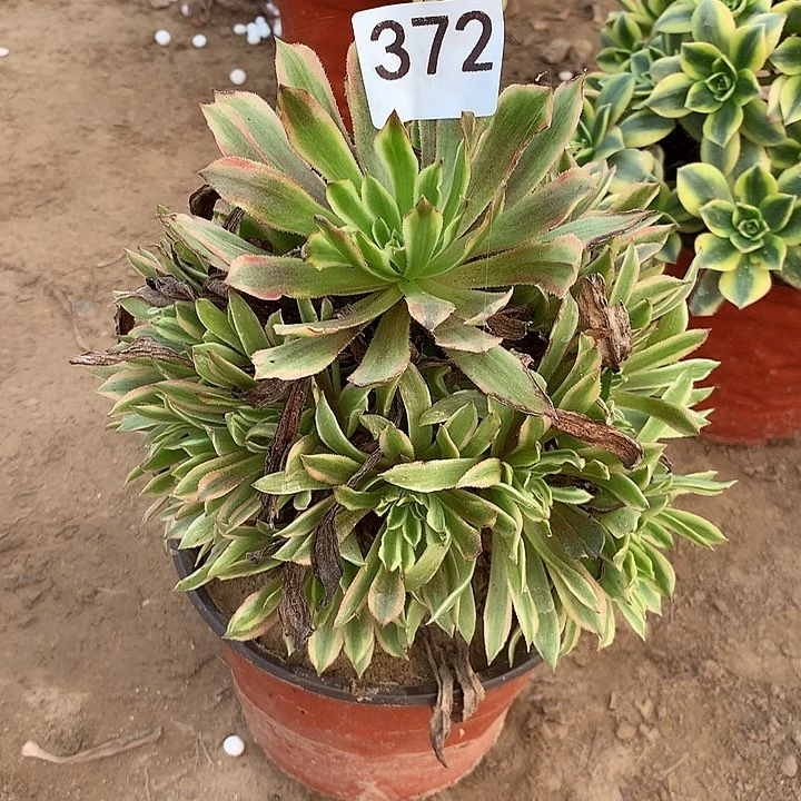 无花朵372粉黛南