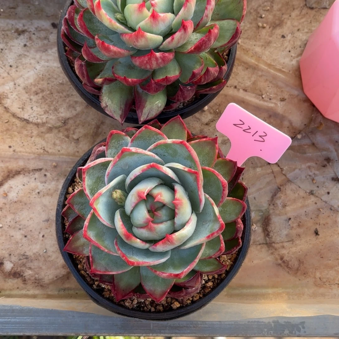 多肉惊鸿仙子2213