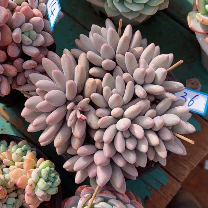 36粉恋平平安安健健康康