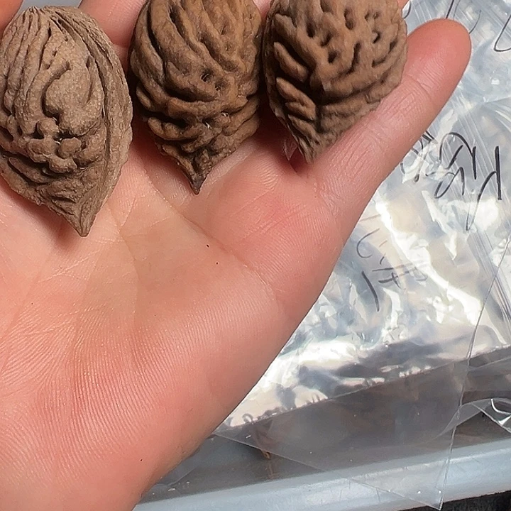 枫***1桃核手串正宗桃枭原核