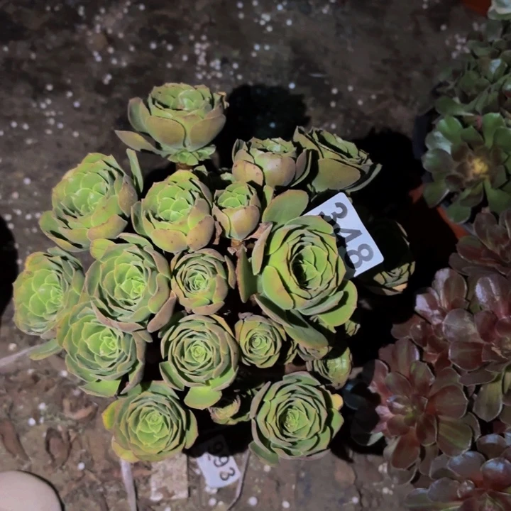 348绿羊绒多肉植物不售后