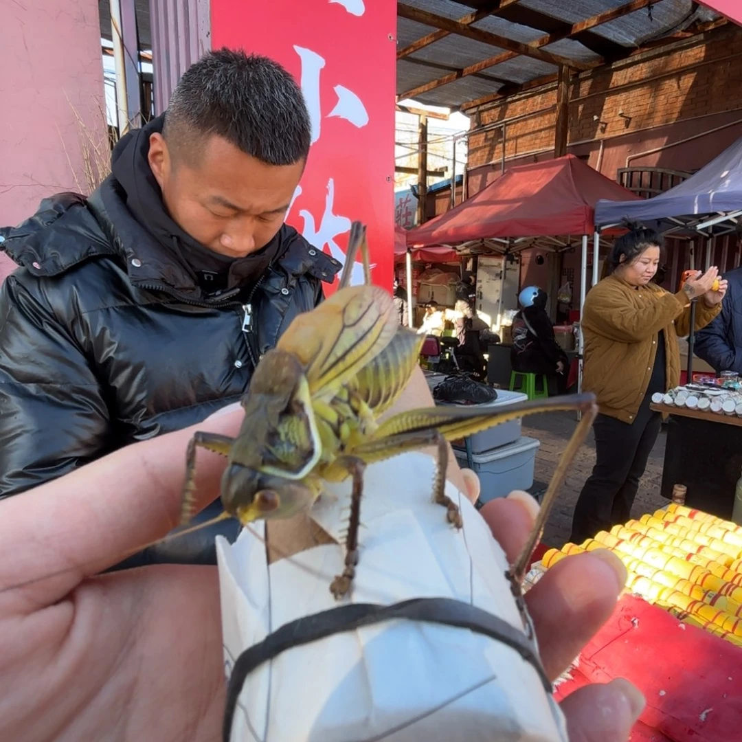 五***全蝈蝈蝈蝈福福价格