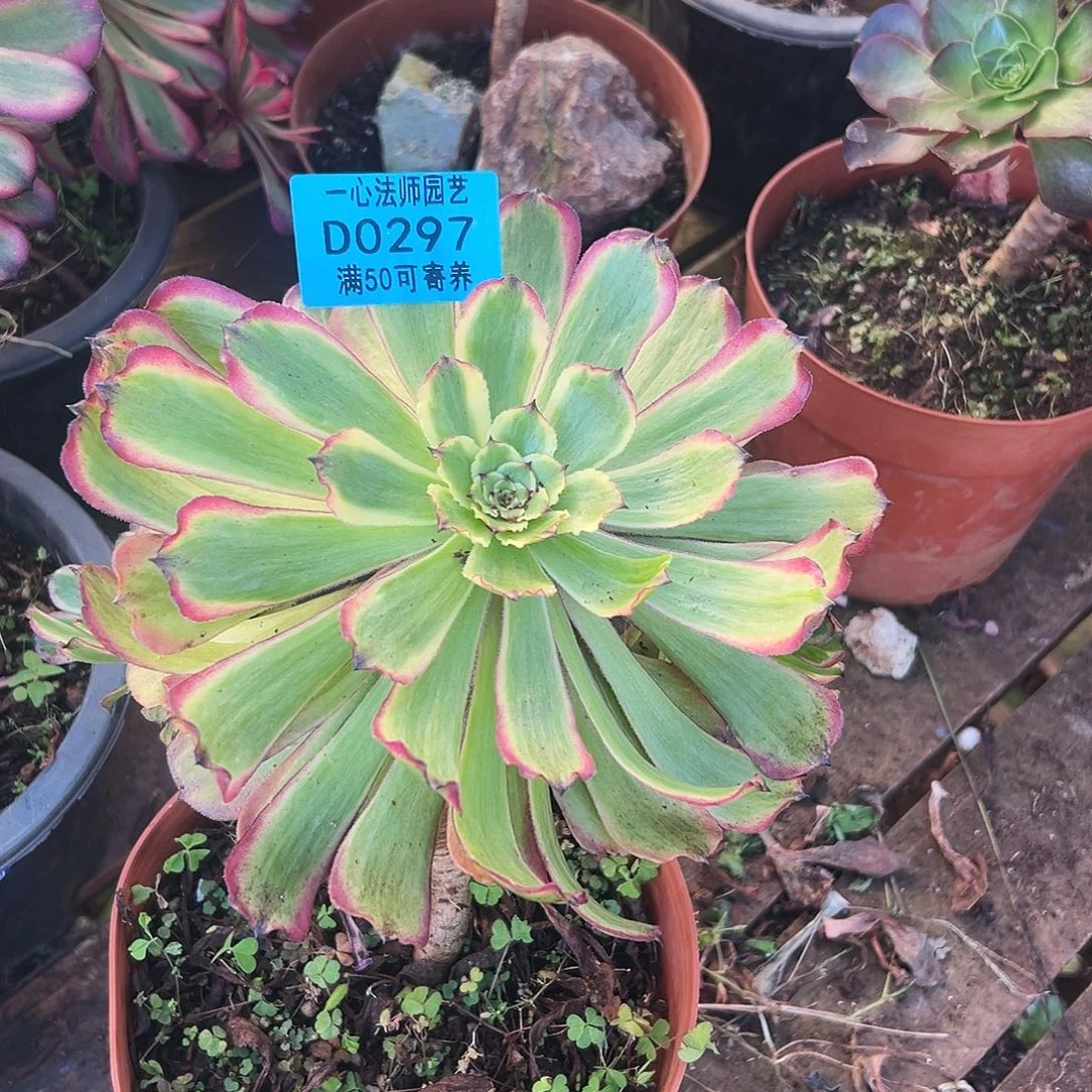 多肉植物多肉植物0297