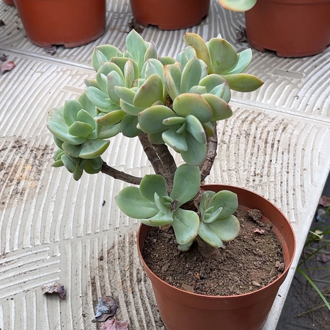 【闪购商品】无花朵小*子